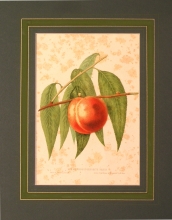 FH 35 - Coolidge€s favourite peach